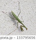 壁に逆さまになって休むカマキリ 133795656