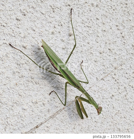 壁に逆さまになって休むカマキリ 133795656