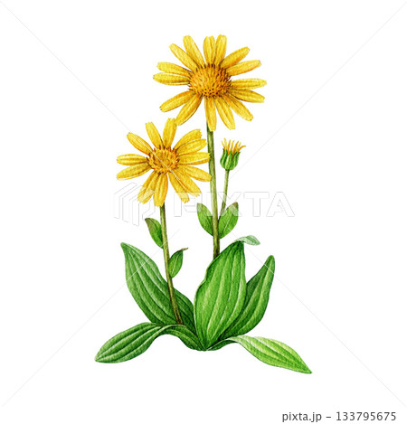 Arnica plant with flower and leaves watercolor illustration. Hand drawn arnica montana blooming herb isolated on white background. Medicinal wildflower vintage style botanical illustration Arnica plant with flower and leaves watercolor illustration. Hand drawn arnica montana blooming herb isolated on white background. Medicinal wildflower vintage style botanical illustration 133795675