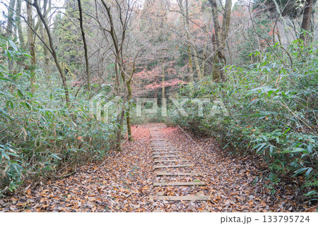 呉羽丘陵の御鷹台から法尻山へ向かう登山道（富山県富山市） 133795724