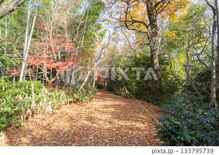 呉羽丘陵の登山道(富山県富山市) 呉羽丘陵の登山道(富山県富山市) 133795739