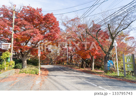 呉羽丘陵の山頂展望台付近の紅葉（富山県富山市） 133795743
