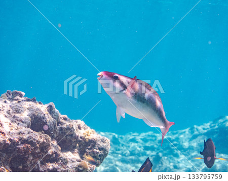 美しいイチモンジブダイ。美しいサンゴ礁と熱帯魚の群れ。 嘉比島沖縄県 島尻郡慶良間諸島座間味島 美しいイチモンジブダイ。美しいサンゴ礁と熱帯魚の群れ。 嘉比島沖縄県 島尻郡慶良間諸島座間味島 133795759