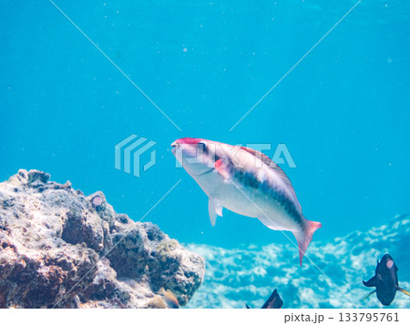 美しいイチモンジブダイ。美しいサンゴ礁と熱帯魚の群れ。 嘉比島沖縄県 島尻郡慶良間諸島座間味島 美しいイチモンジブダイ。美しいサンゴ礁と熱帯魚の群れ。 嘉比島沖縄県 島尻郡慶良間諸島座間味島 133795761