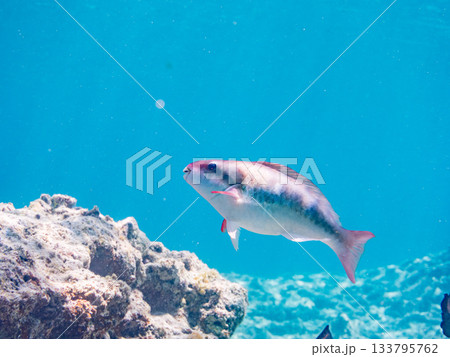 美しいイチモンジブダイ。美しいサンゴ礁と熱帯魚の群れ。 嘉比島沖縄県 島尻郡慶良間諸島座間味島 133795762