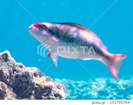 美しいイチモンジブダイ。美しいサンゴ礁と熱帯魚の群れ。 嘉比島沖縄県 島尻郡慶良間諸島座間味島 美しいイチモンジブダイ。美しいサンゴ礁と熱帯魚の群れ。 嘉比島沖縄県 島尻郡慶良間諸島座間味島 133795764