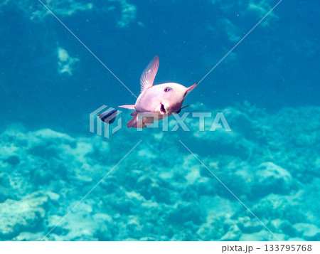 美しいイチモンジブダイ。美しいサンゴ礁と熱帯魚の群れ。 嘉比島沖縄県 島尻郡慶良間諸島座間味島 133795768