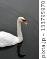 泳ぐ白鳥 泳ぐ白鳥 133795970