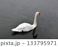 松本城のお堀で泳ぐ白鳥 松本城のお堀で泳ぐ白鳥 133795971