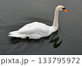 松本城のお堀に浮かぶ白鳥 松本城のお堀に浮かぶ白鳥 133795972