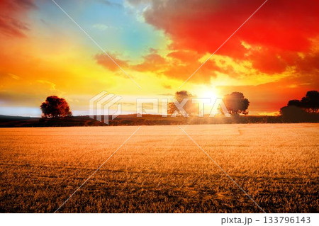 Flat design with stubble field stretching, deciduous trees filtering sun rays under sunset sky Flat design with stubble field stretching, deciduous trees filtering sun rays under sunset sky 133796143