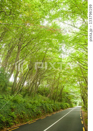 Vector illustration is showing winding road cutting through forest canopy with fern undergrowth Vector illustration is showing winding road cutting through forest canopy with fern undergrowth 133796199