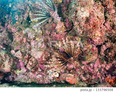 美しいハナミノカサゴ他。ヒリゾ浜 静岡県伊豆半島南伊豆町中木-2025 日本有数のシュノーケリングス 美しいハナミノカサゴ他。ヒリゾ浜 静岡県伊豆半島南伊豆町中木-2025 日本有数のシュノーケリングス 133796508