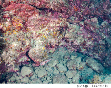 美しいハナミノカサゴ他。ヒリゾ浜 静岡県伊豆半島南伊豆町中木-2025 日本有数のシュノーケリングス 133796510