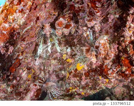 美しいハナミノカサゴ他。ヒリゾ浜 静岡県伊豆半島南伊豆町中木-2025 日本有数のシュノーケリングス 133796512