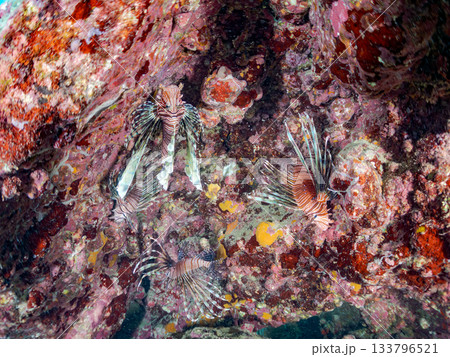 美しいハナミノカサゴ他。ヒリゾ浜 静岡県伊豆半島南伊豆町中木-2025 日本有数のシュノーケリングス 133796521