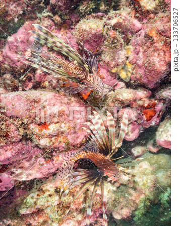 美しいハナミノカサゴ他。ヒリゾ浜 静岡県伊豆半島南伊豆町中木-2025 日本有数のシュノーケリングス 133796527