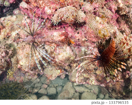 美しいハナミノカサゴ他。ヒリゾ浜 静岡県伊豆半島南伊豆町中木-2025 日本有数のシュノーケリングス 133796535