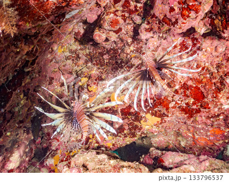 美しいハナミノカサゴ他。ヒリゾ浜 静岡県伊豆半島南伊豆町中木-2025 日本有数のシュノーケリングス 美しいハナミノカサゴ他。ヒリゾ浜 静岡県伊豆半島南伊豆町中木-2025 日本有数のシュノーケリングス 133796537