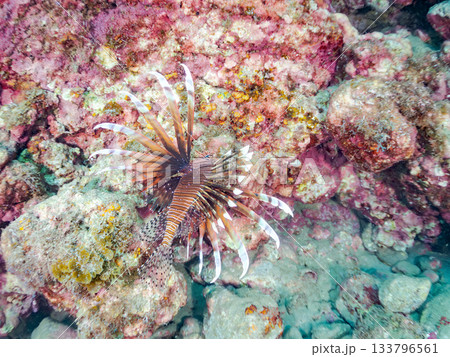 美しいハナミノカサゴ他。ヒリゾ浜 静岡県伊豆半島南伊豆町中木-2025 日本有数のシュノーケリングス 美しいハナミノカサゴ他。ヒリゾ浜 静岡県伊豆半島南伊豆町中木-2025 日本有数のシュノーケリングス 133796561