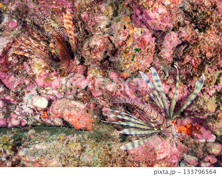 美しいハナミノカサゴ他。ヒリゾ浜 静岡県伊豆半島南伊豆町中木-2025 日本有数のシュノーケリングス 133796564