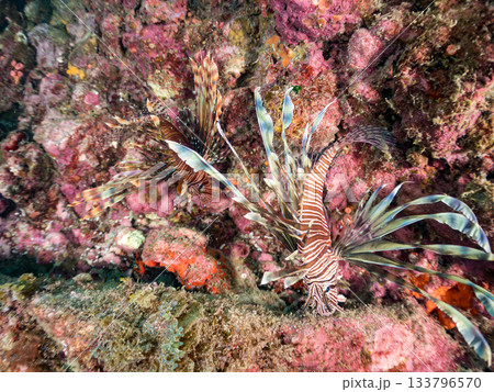 美しいハナミノカサゴ他。ヒリゾ浜 静岡県伊豆半島南伊豆町中木-2025 日本有数のシュノーケリングス 133796570