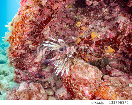 美しいハナミノカサゴ他。ヒリゾ浜 静岡県伊豆半島南伊豆町中木-2025 日本有数のシュノーケリングス 133796573