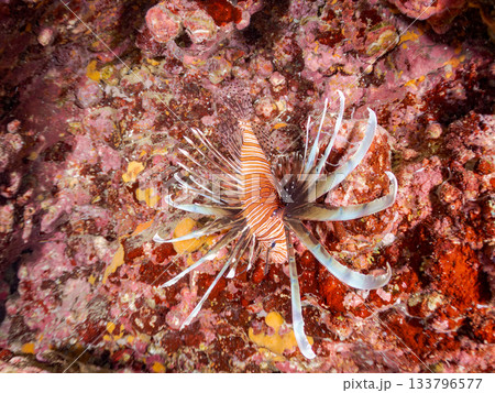 美しいハナミノカサゴ他。ヒリゾ浜 静岡県伊豆半島南伊豆町中木-2025 日本有数のシュノーケリングス 133796577