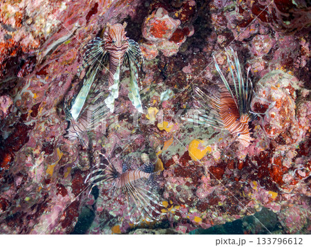 美しいハナミノカサゴ他。ヒリゾ浜 静岡県伊豆半島南伊豆町中木-2025 日本有数のシュノーケリング 133796612
