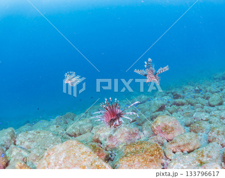 美しいハナミノカサゴ他。ヒリゾ浜 静岡県伊豆半島南伊豆町中木-2025 日本有数のシュノーケリング 133796617