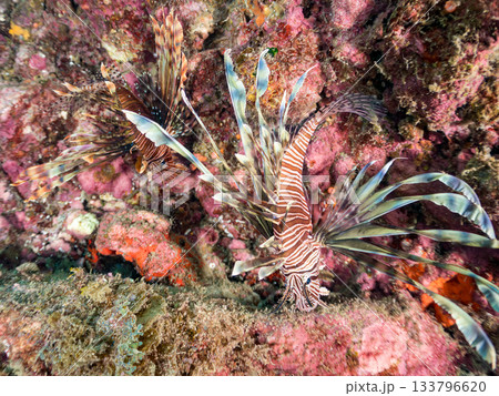 美しいハナミノカサゴ他。ヒリゾ浜 静岡県伊豆半島南伊豆町中木-2025 日本有数のシュノーケリング 133796620