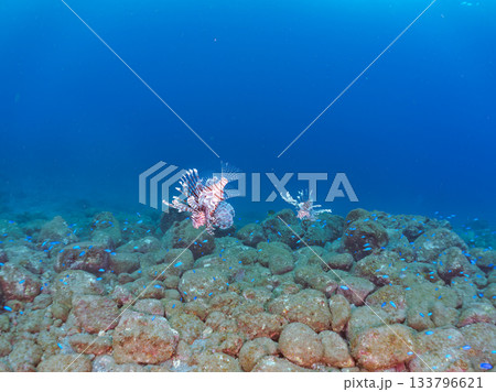 美しいハナミノカサゴ他。ヒリゾ浜 静岡県伊豆半島南伊豆町中木-2025 日本有数のシュノーケリング 133796621