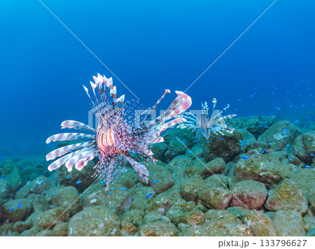 美しいハナミノカサゴ他。ヒリゾ浜 静岡県伊豆半島南伊豆町中木-2025 日本有数のシュノーケリング 133796627