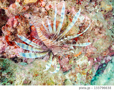 美しいハナミノカサゴ他。ヒリゾ浜 静岡県伊豆半島南伊豆町中木-2025 日本有数のシュノーケリング 133796638