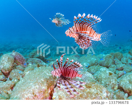 美しいハナミノカサゴ他。ヒリゾ浜 静岡県伊豆半島南伊豆町中木-2025 日本有数のシュノーケリング 133796678