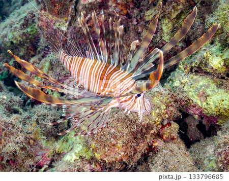 美しいハナミノカサゴ他。ヒリゾ浜 静岡県伊豆半島南伊豆町中木-2025 日本有数のシュノーケリング 133796685