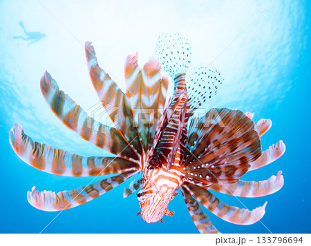 美しいハナミノカサゴ他。ヒリゾ浜 静岡県伊豆半島南伊豆町中木-2025 日本有数のシュノーケリング 133796694