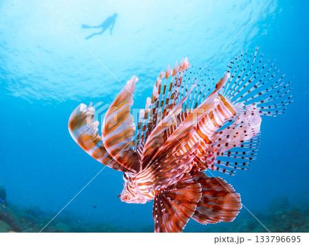 美しいハナミノカサゴ他。ヒリゾ浜 静岡県伊豆半島南伊豆町中木-2025 日本有数のシュノーケリング 133796695