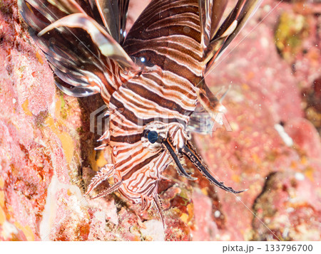 美しいハナミノカサゴ他。ヒリゾ浜 静岡県伊豆半島南伊豆町中木-2025 日本有数のシュノーケリング 133796700