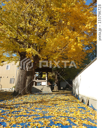 Harvesting ginkgo nuts / 晩秋の風物詩～秋の終わりに庭園で銀杏を収穫する光景 133796728
