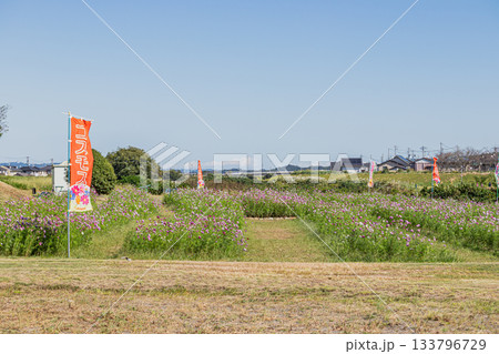 袋井市のメロン公園のコスモス畑の風景(静岡県) 袋井市のメロン公園のコスモス畑の風景(静岡県) 133796729