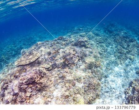 大きく美しいネムリブカ他。美しいサンゴ礁と熱帯魚の群れ。 安室島嘉比島沖縄県 島尻郡慶良間諸島座間味 133796779