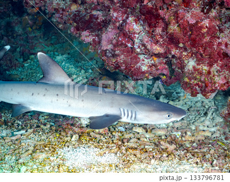 大きく美しいネムリブカ他。美しいサンゴ礁と熱帯魚の群れ。 安室島嘉比島沖縄県 島尻郡慶良間諸島座間味 大きく美しいネムリブカ他。美しいサンゴ礁と熱帯魚の群れ。 安室島嘉比島沖縄県 島尻郡慶良間諸島座間味 133796781
