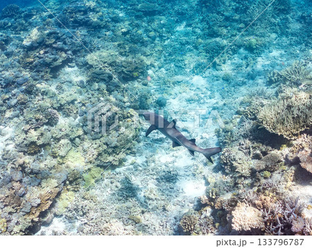 大きく美しいネムリブカ他。美しいサンゴ礁と熱帯魚の群れ。 安室島嘉比島沖縄県 島尻郡慶良間諸島座間味 133796787