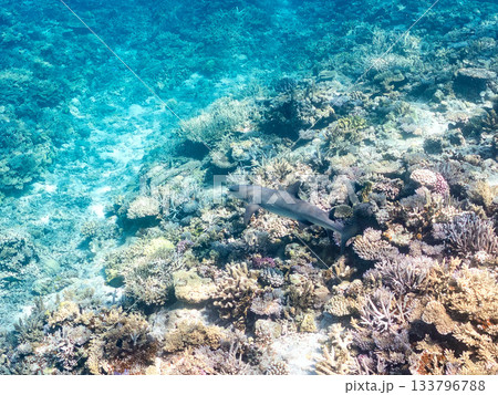 大きく美しいネムリブカ他。美しいサンゴ礁と熱帯魚の群れ。 安室島嘉比島沖縄県 島尻郡慶良間諸島座間味 133796788