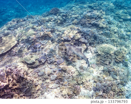 大きく美しいネムリブカ他。美しいサンゴ礁と熱帯魚の群れ。 安室島嘉比島沖縄県 島尻郡慶良間諸島座間味 133796793