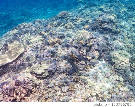 大きく美しいネムリブカ他。美しいサンゴ礁と熱帯魚の群れ。 安室島嘉比島沖縄県 島尻郡慶良間諸島座間味 大きく美しいネムリブカ他。美しいサンゴ礁と熱帯魚の群れ。 安室島嘉比島沖縄県 島尻郡慶良間諸島座間味 133796796
