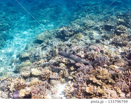大きく美しいネムリブカ他。美しいサンゴ礁と熱帯魚の群れ。 安室島嘉比島沖縄県 島尻郡慶良間諸島座間味 133796799