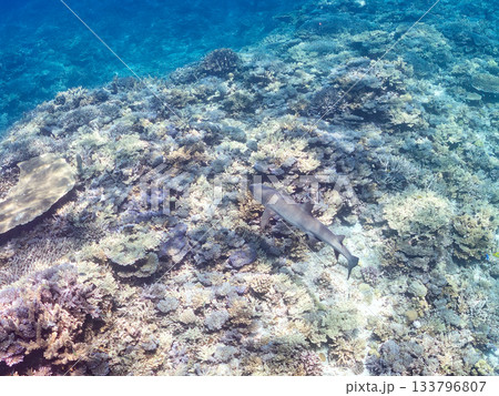 大きく美しいネムリブカ他。美しいサンゴ礁と熱帯魚の群れ。 安室島嘉比島沖縄県 島尻郡慶良間諸島座間味 133796807