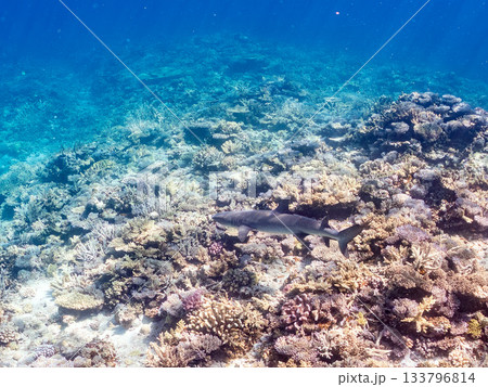 大きく美しいネムリブカ他。美しいサンゴ礁と熱帯魚の群れ。 安室島嘉比島沖縄県 島尻郡慶良間諸島座間味 大きく美しいネムリブカ他。美しいサンゴ礁と熱帯魚の群れ。 安室島嘉比島沖縄県 島尻郡慶良間諸島座間味 133796814
